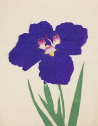Shira-No-Tamoto, No. 49